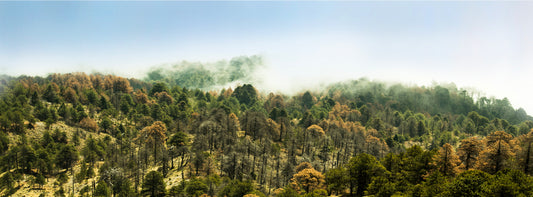 La madera como solución a la huella de carbono de la industria.