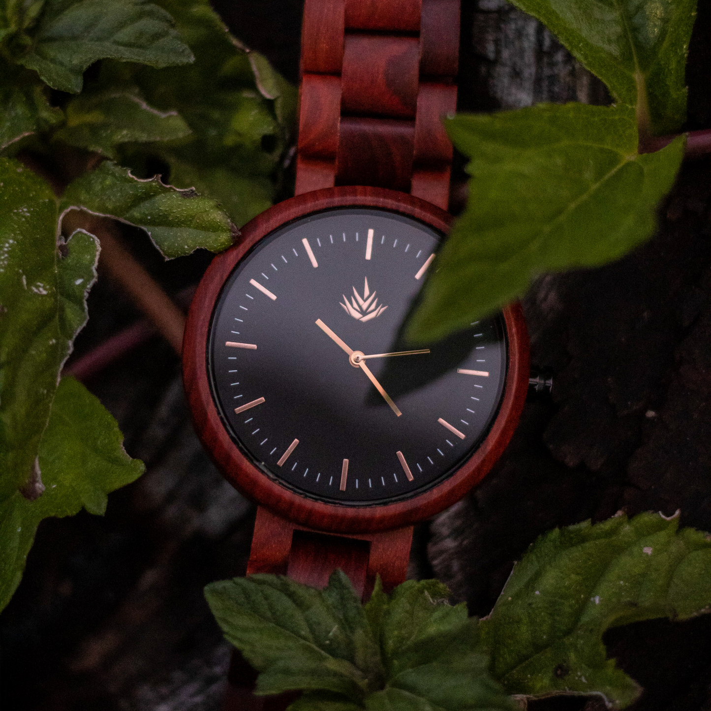 Pareja de Agavus | Edición Especial | 37mm y 44mm | Sándalo Rojo | Oro Rosa | Carátulas Negras