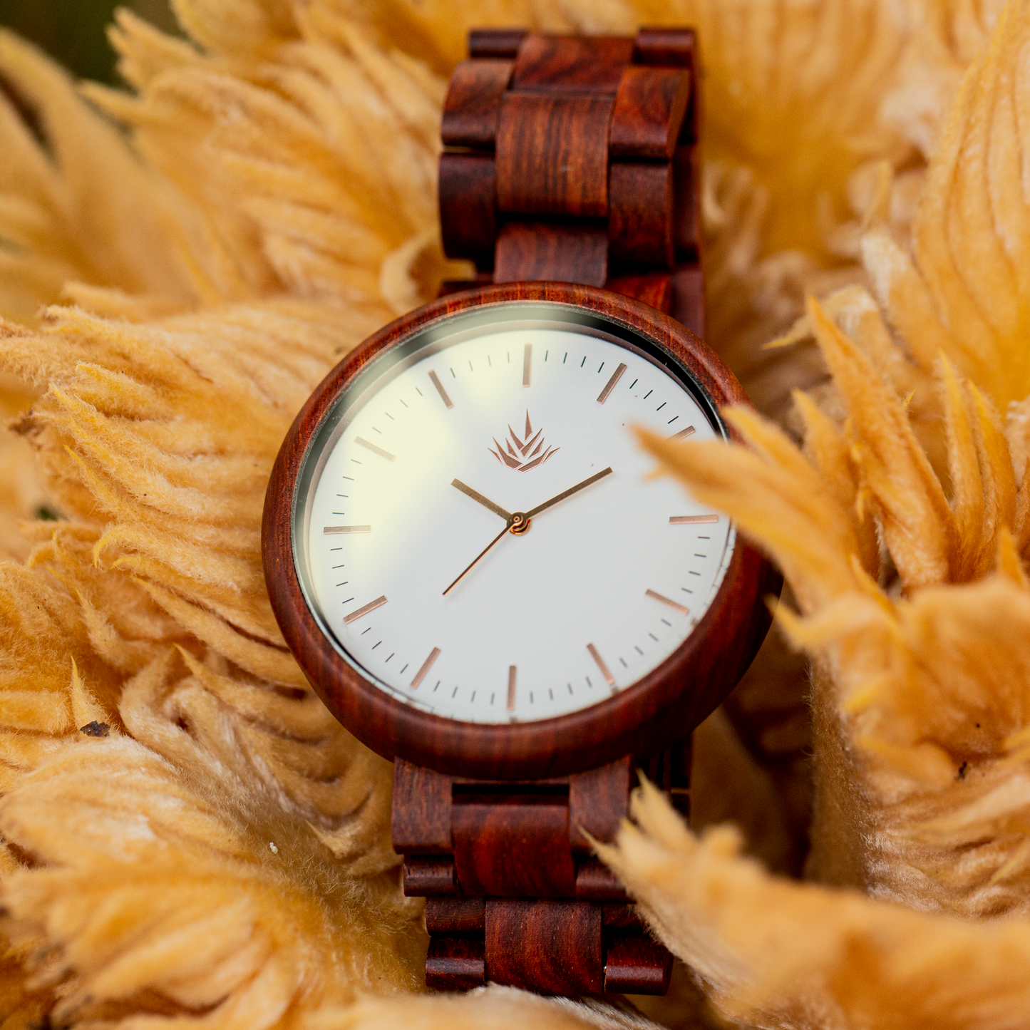 Pareja de Agavus | Edición Especial | 37mm y 44mm | Sándalo Rojo | Oro Rosa | Carátulas Blancas